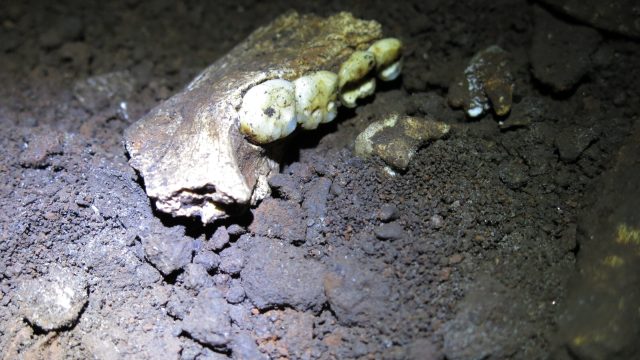 Revolutionary Findings on Homo Naledi: A Surprising Gender Discovery | ligabandar, qqholic com, slot