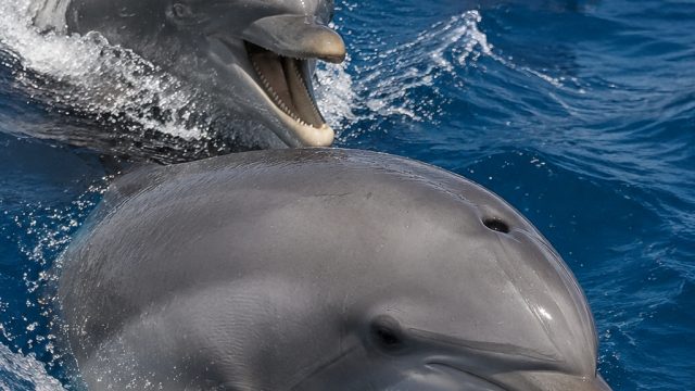 Dolphins Exhibit Memory and Avoidance of Aggressive Mates | super mario flash 2, pokerstove online Dolphins Exhibit Memory and Avoidance of Aggressive Mates | super mario flash 2, pokerstove online