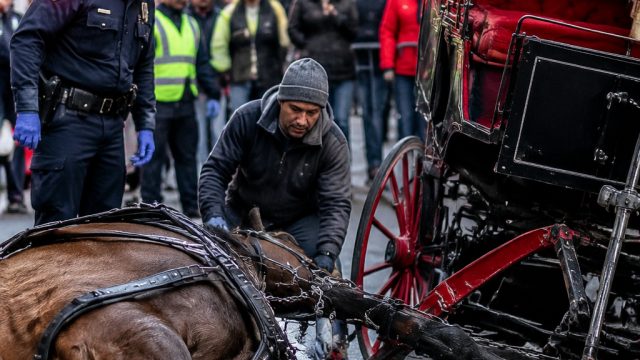 Tragic Accident Sparks Debate Over Horse-Drawn Carriages in NYC | rtp gacor hari ini, rtp epicwin88