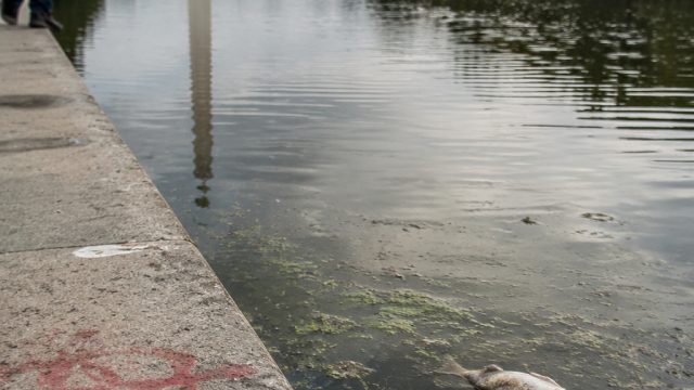 Reflecting Pool Under Fire: Vandalism and Wildlife Concerns Rise | list of online casinos, poker dew